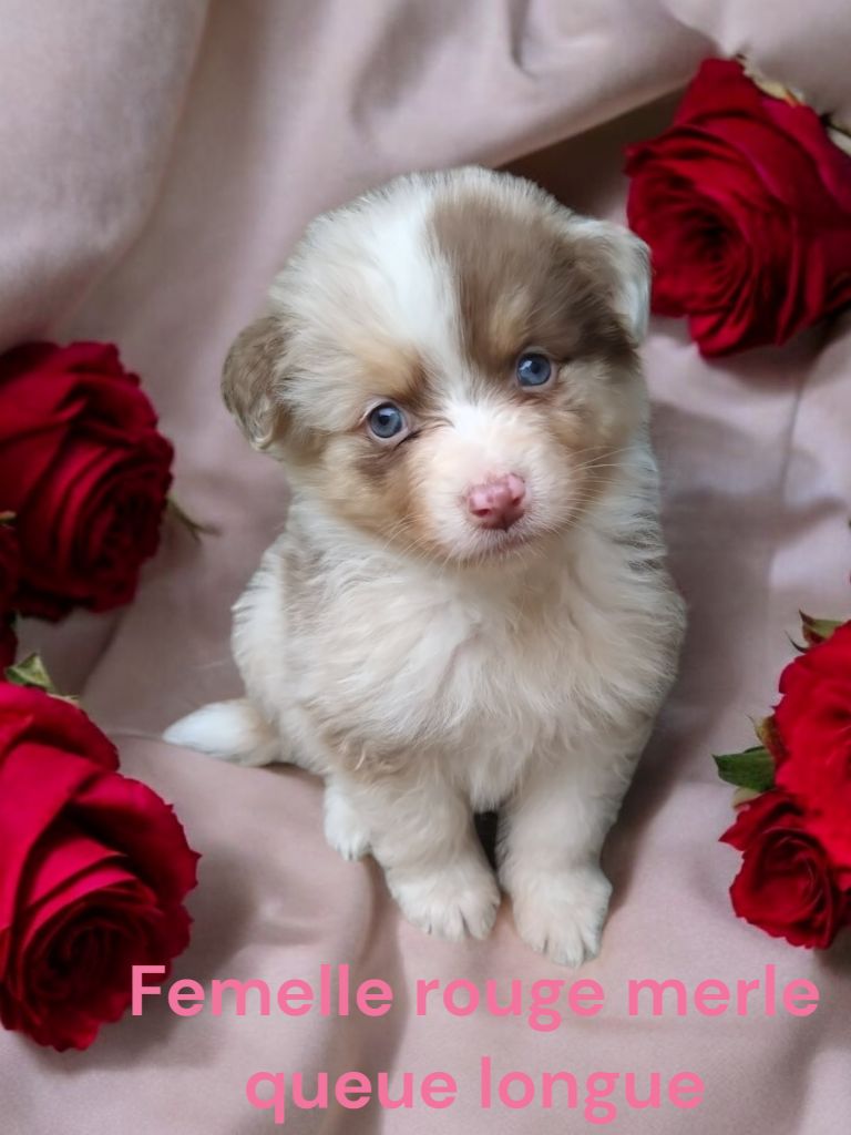 Des Bergers Du Bonheur - Chiot disponible  - Berger Australien