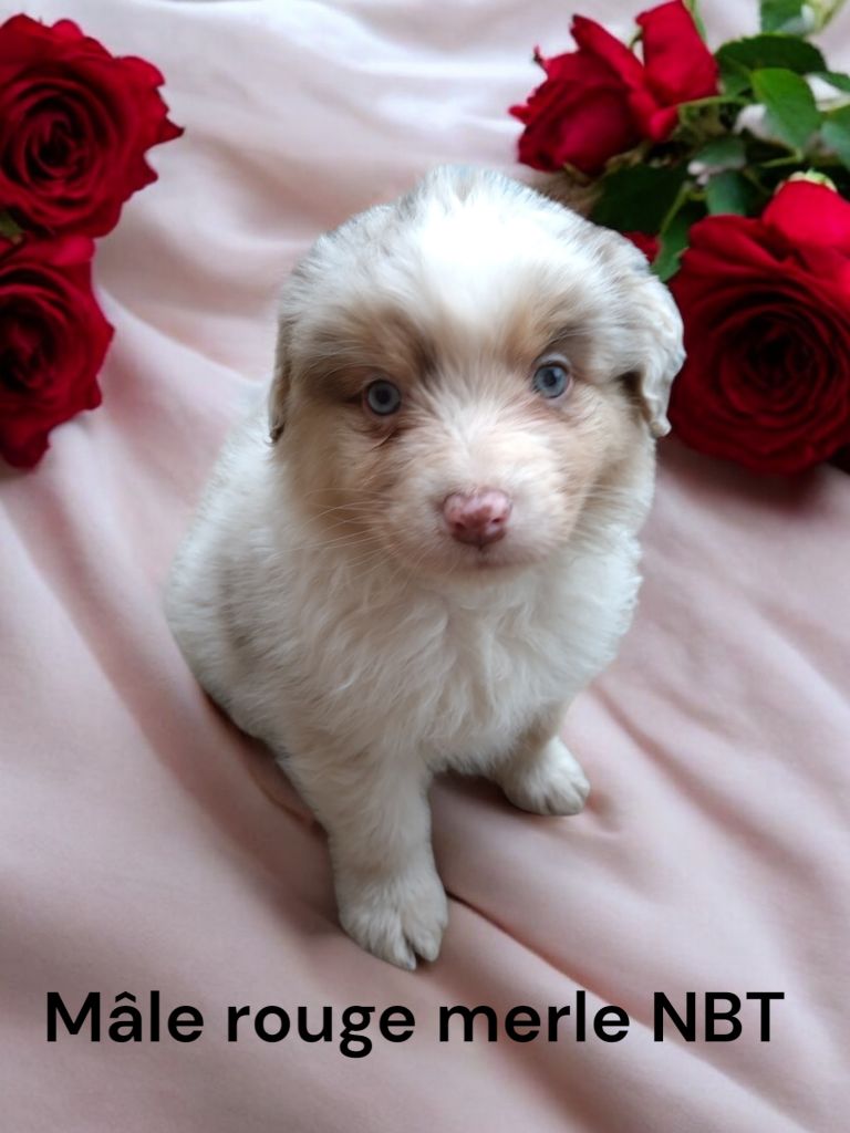 Des Bergers Du Bonheur - Chiot disponible  - Berger Australien