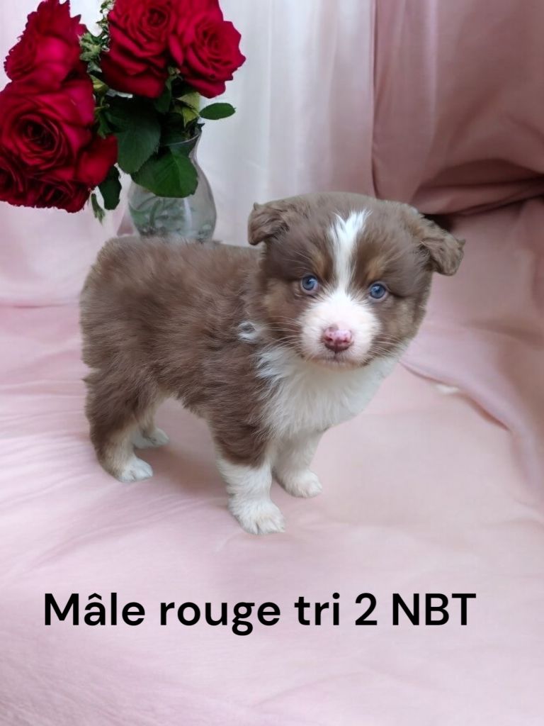 Des Bergers Du Bonheur - Chiot disponible  - Berger Australien