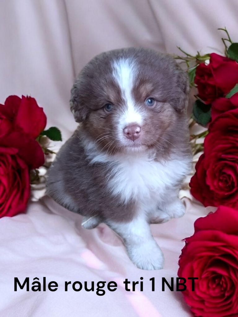 Des Bergers Du Bonheur - Chiot disponible  - Berger Australien