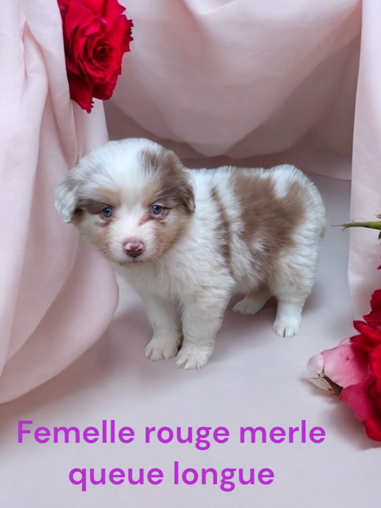 Des Bergers Du Bonheur - Chiot disponible  - Berger Australien