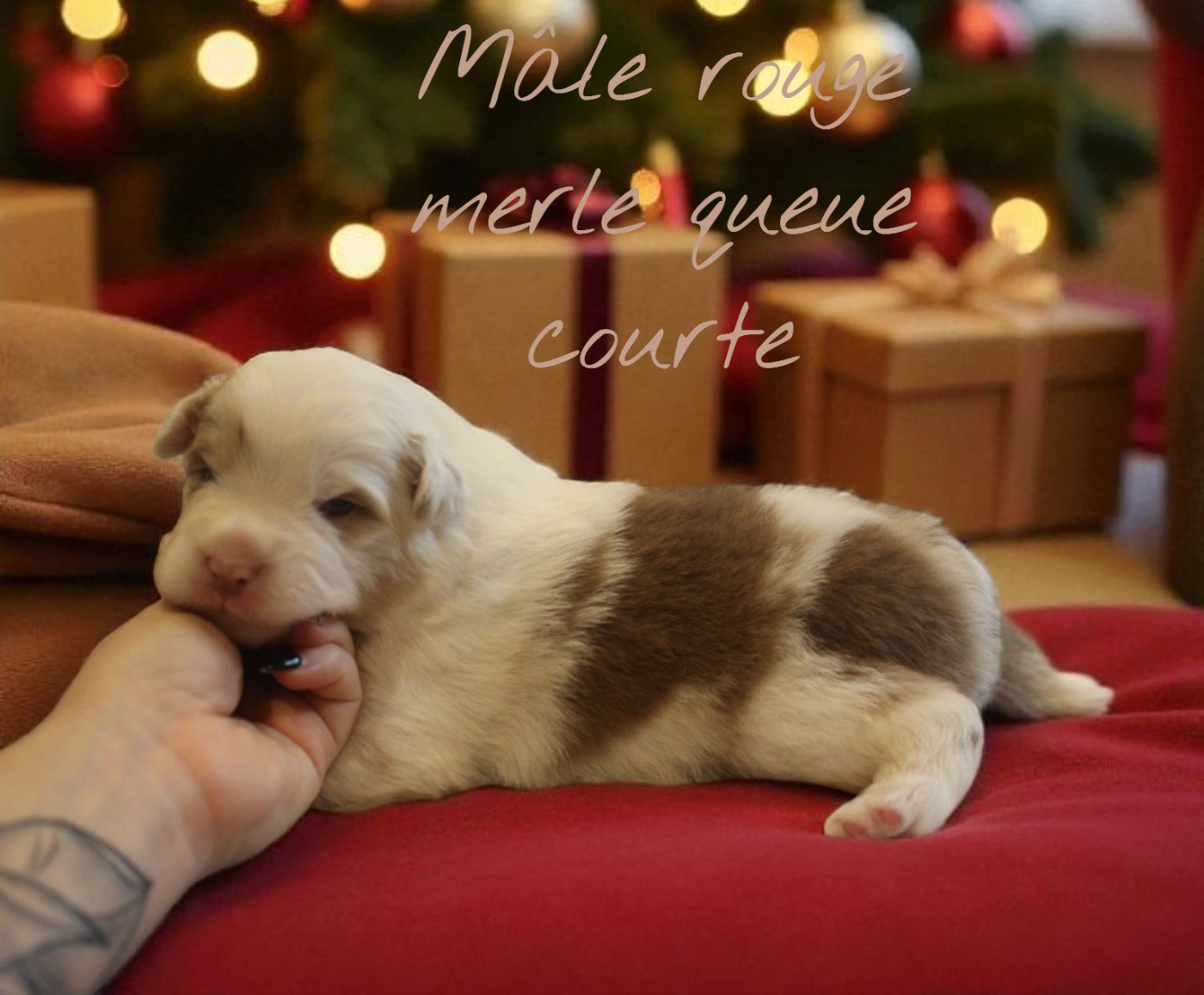 Des Bergers Du Bonheur - Chiots disponibles - Berger Australien