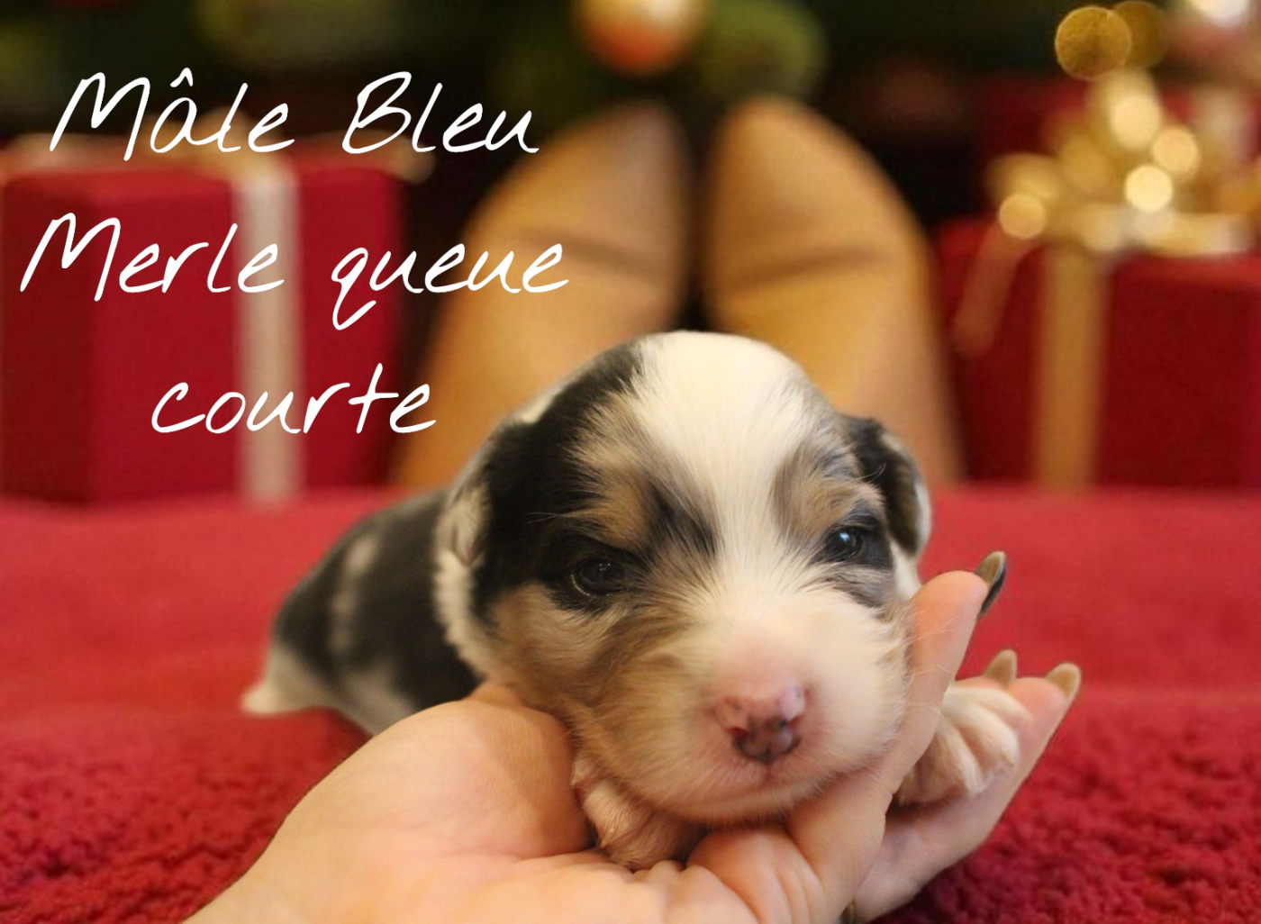 Des Bergers Du Bonheur - Chiots disponibles - Berger Australien