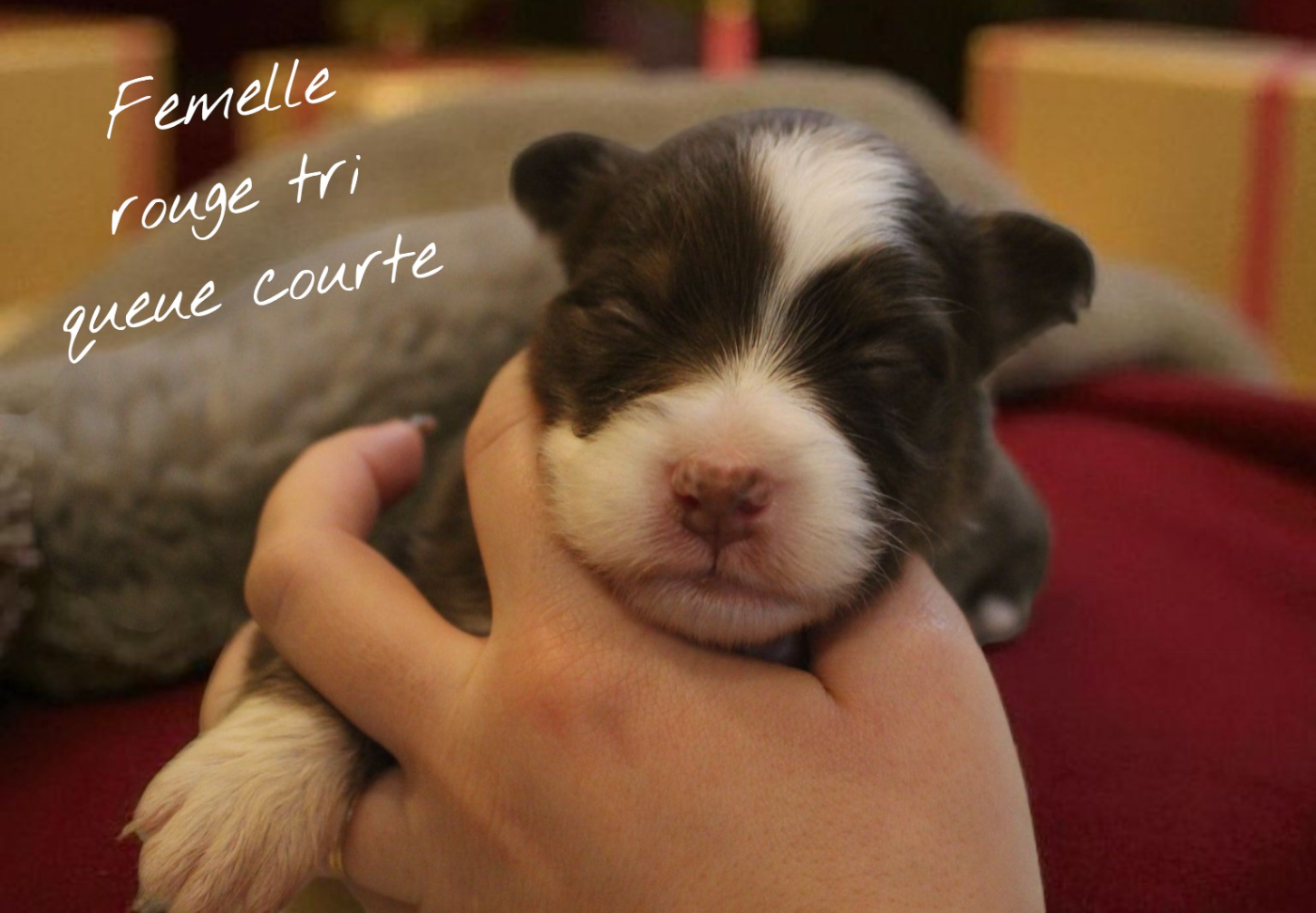 Des Bergers Du Bonheur - Chiots disponibles - Berger Australien