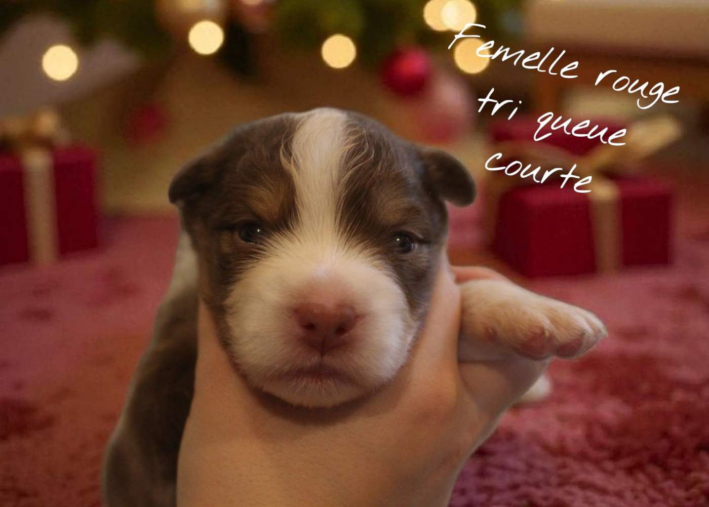 Des Bergers Du Bonheur - Chiots disponibles - Berger Australien