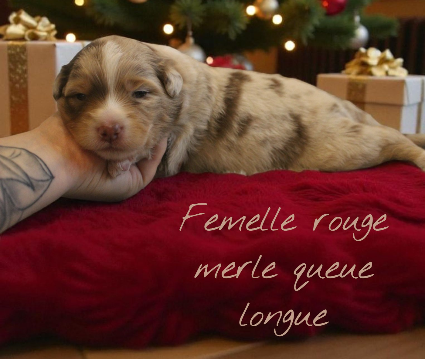 Des Bergers Du Bonheur - Chiots disponibles - Berger Australien