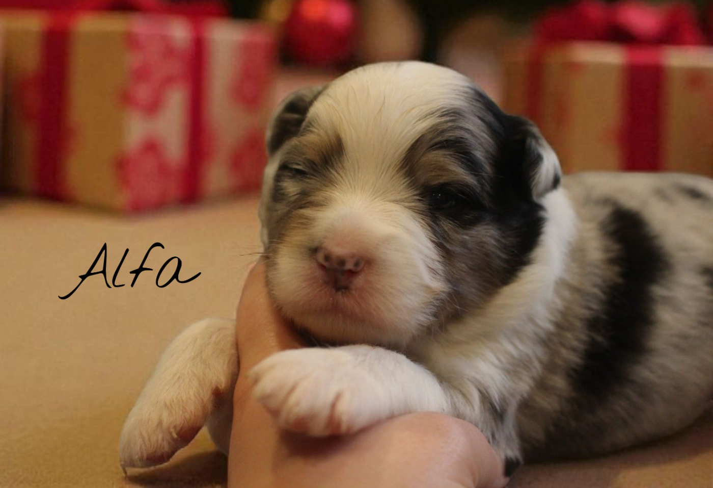 Des Bergers Du Bonheur - Chiots disponibles - Berger Australien