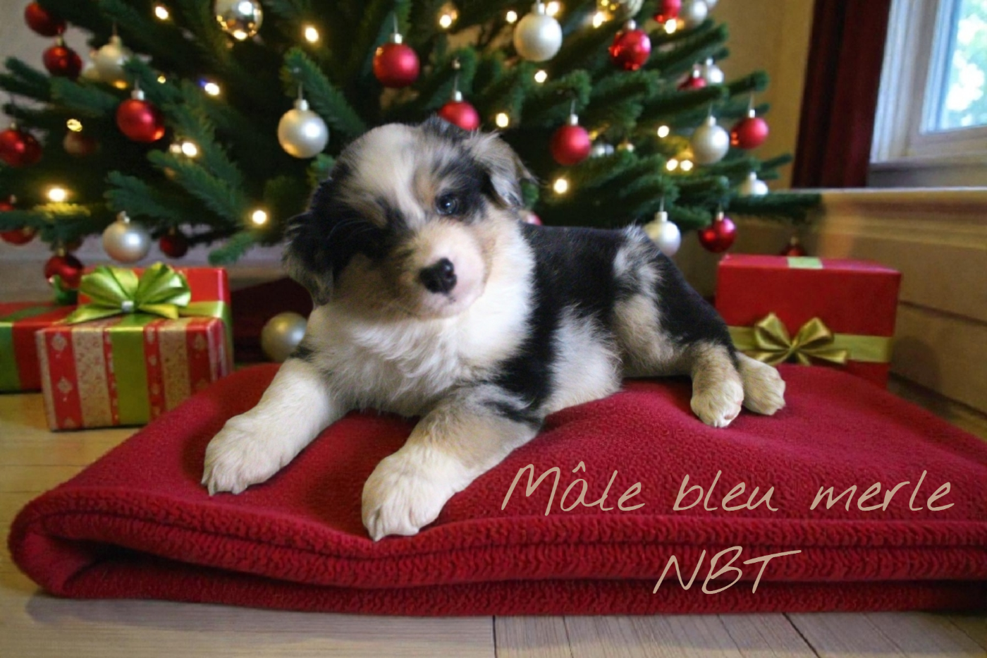 Des Bergers Du Bonheur - Chiots disponibles - Berger Australien