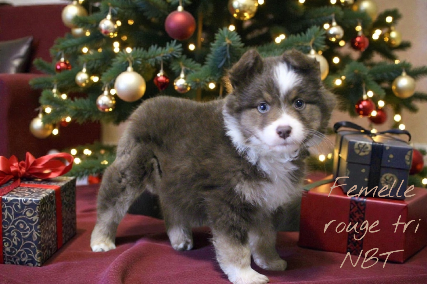 Des Bergers Du Bonheur - Chiots disponibles - Berger Australien