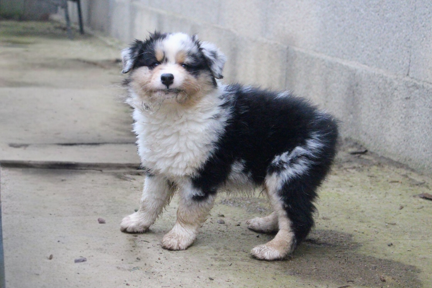 Des Bergers Du Bonheur - Chiots disponibles - Berger Australien