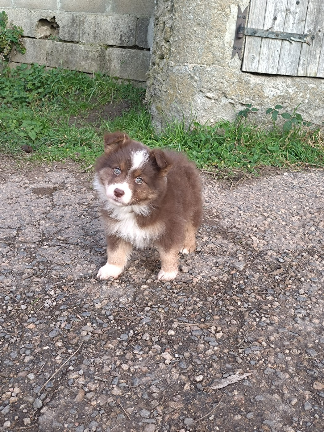Des Bergers Du Bonheur - Chiots disponibles - Berger Australien
