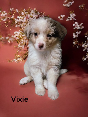 Vixie