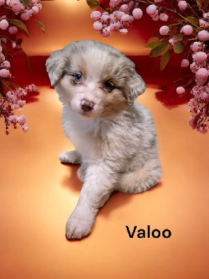 Valoo