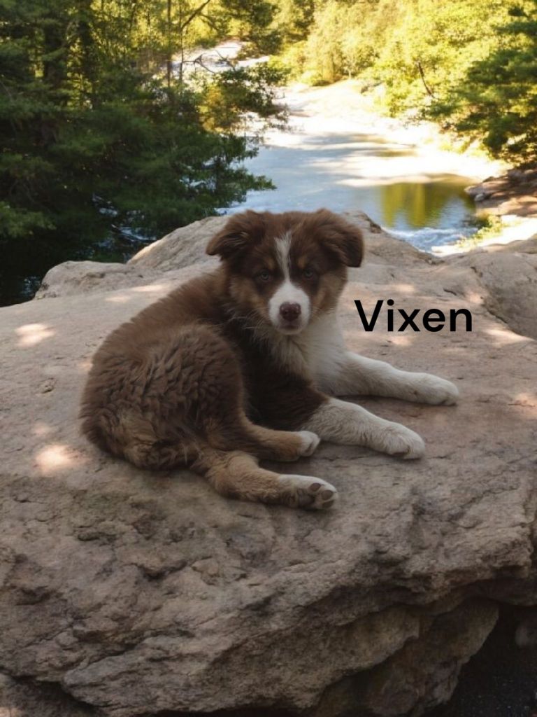 Vixen